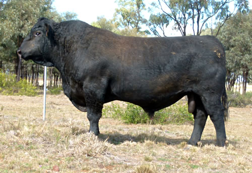 Raff Angus sire